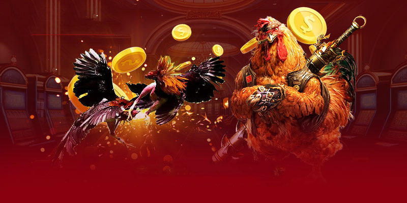 Chú ý tỷ lệ cược khi tham gia cá cược chiến kê