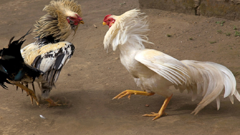 Chọn và chăm sóc gà nòi bố mẹ 