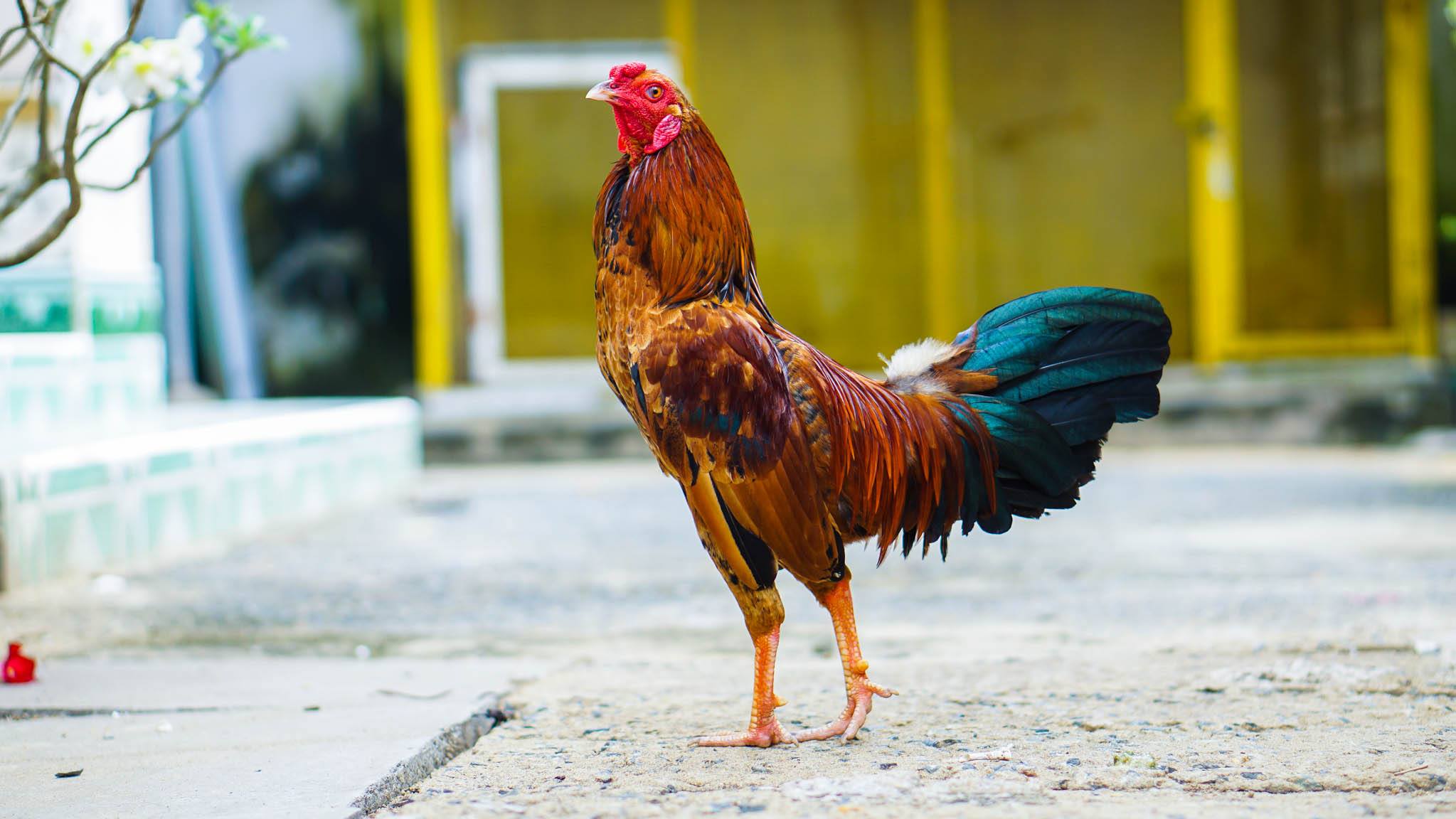 Một số kinh nghiệm nuôi gà đá 